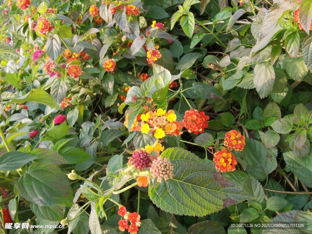 多彩花卉绽放绿意间