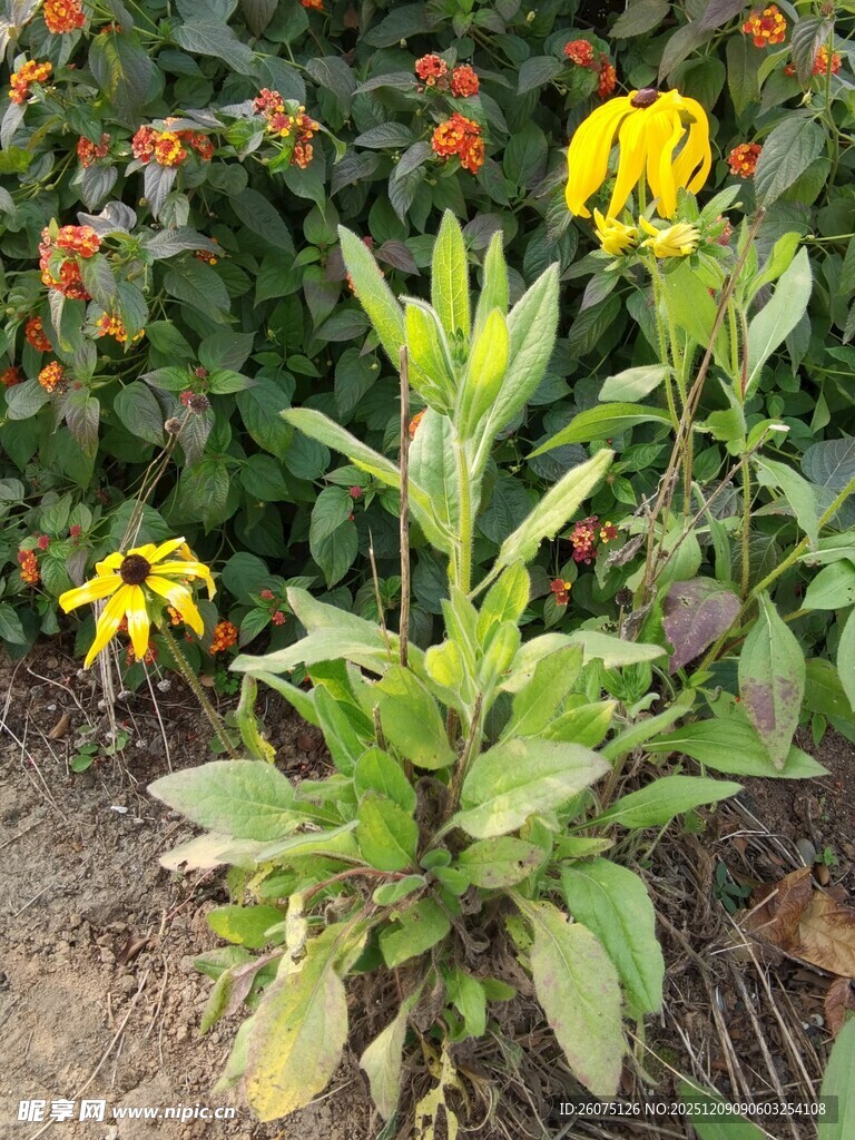 黄色花朵绽放于绿植间