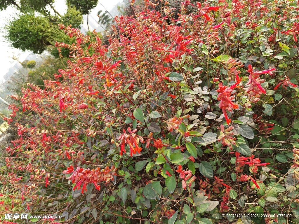 鲜艳红灌木绿叶相映衬