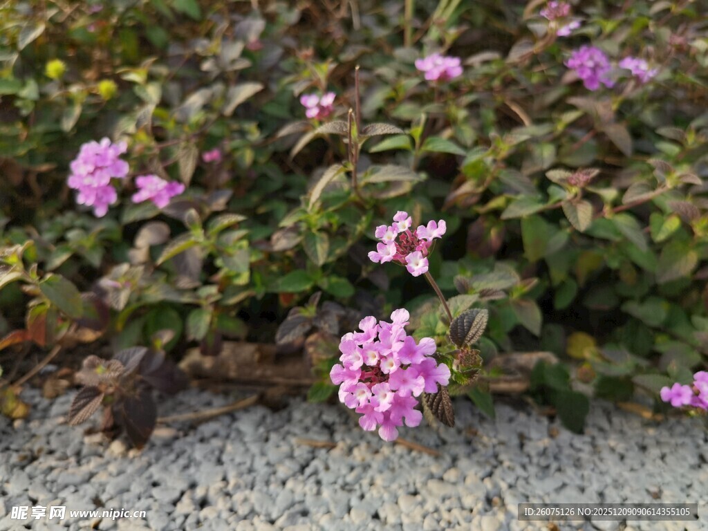 路边绽放的紫色小花