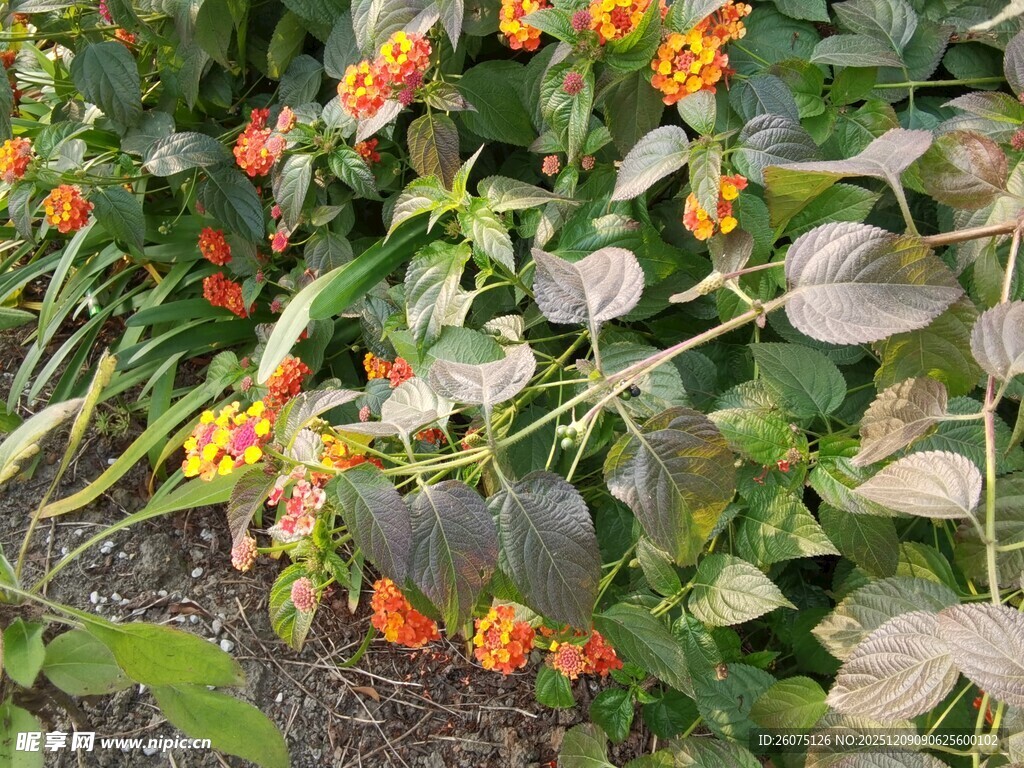 橙色小花绽放于绿叶间