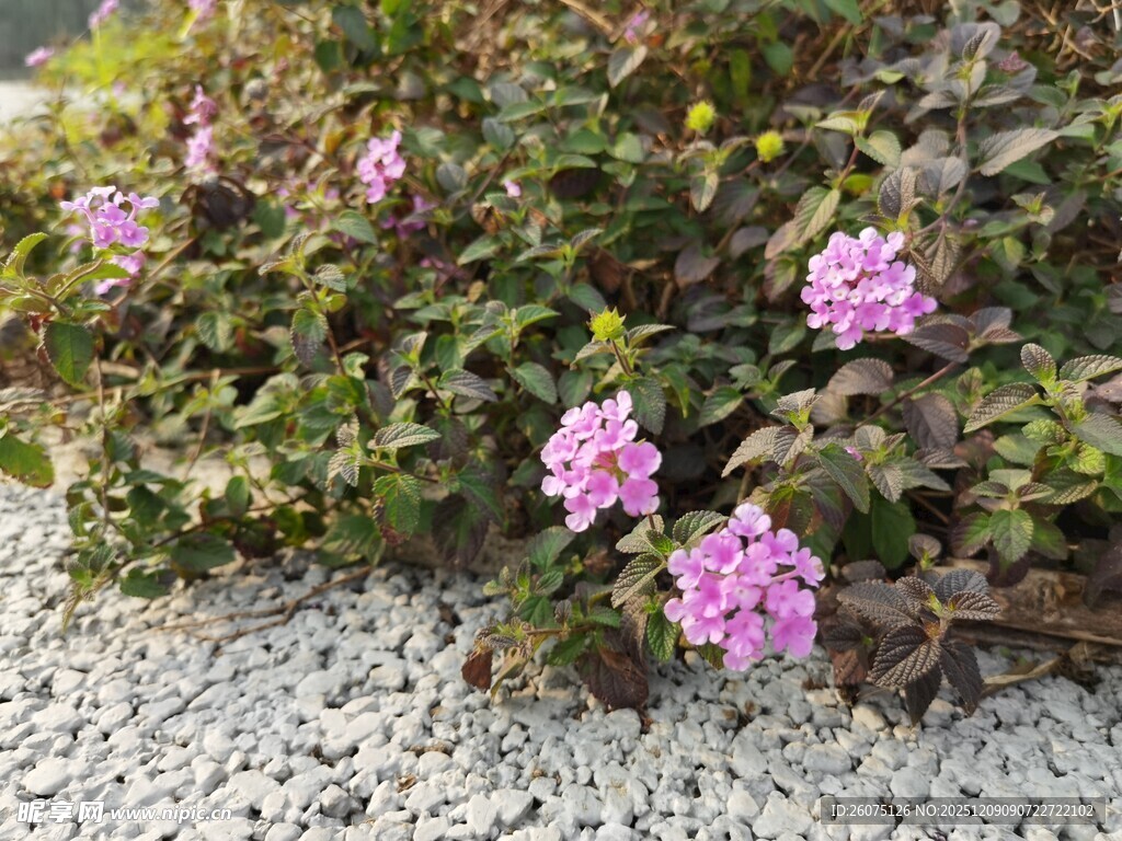 粉色花卉绽放于碎石旁