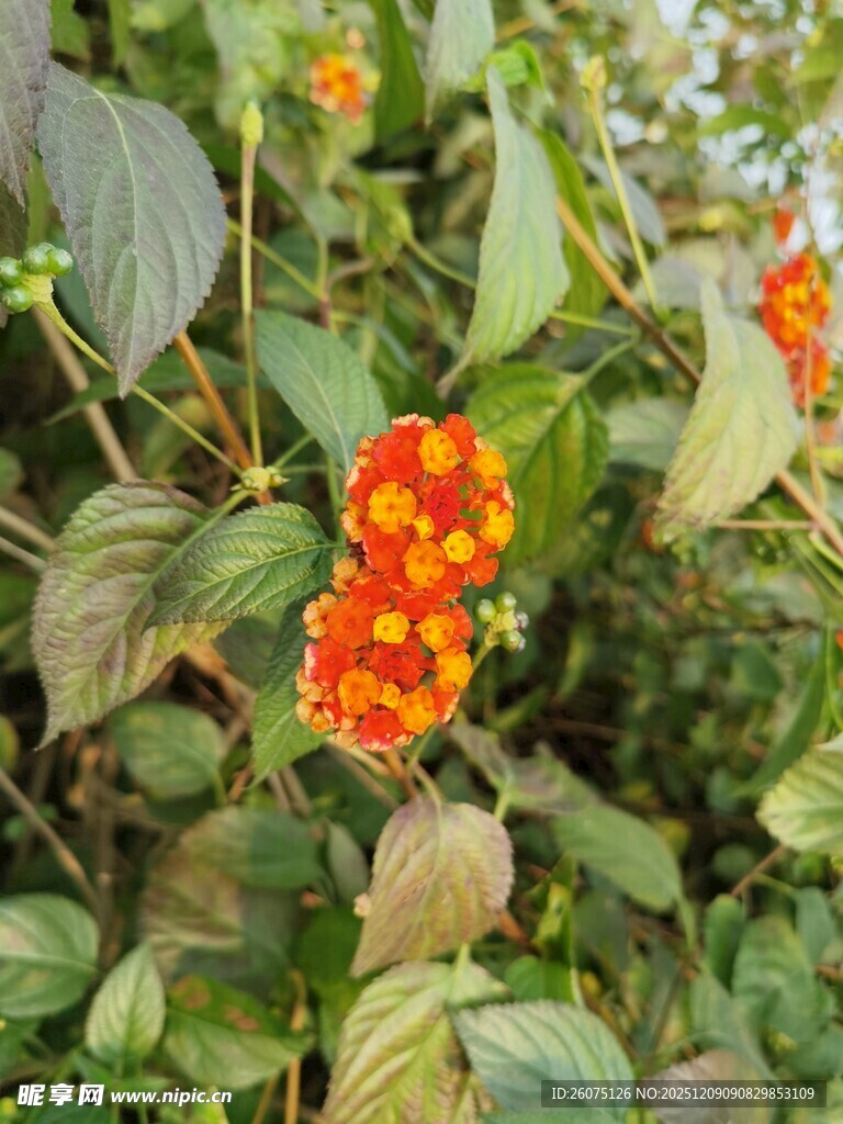 橙红花朵绽放绿叶间