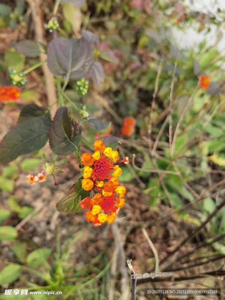 枝头橙红小花绽放