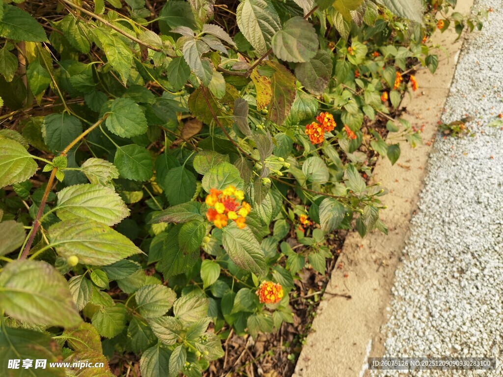 路边绽放的橙色小花