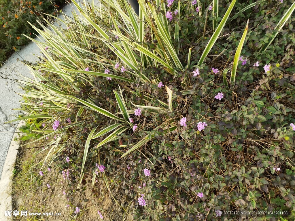 草丛中的紫色小花