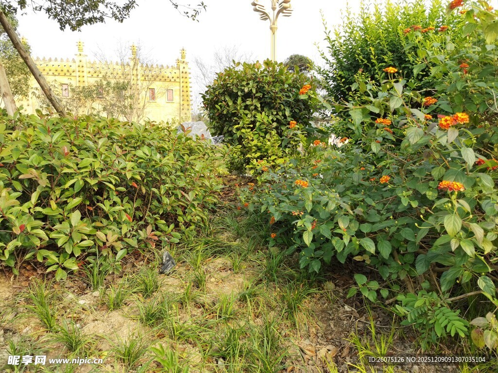 户外绿植景观一角