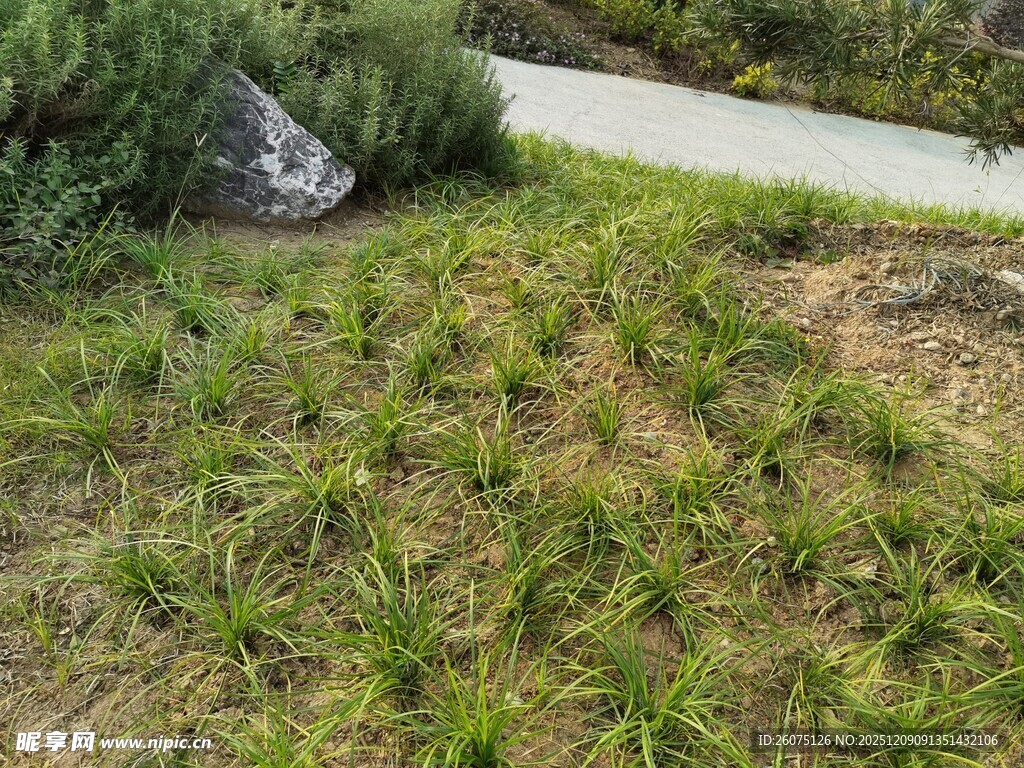 户外草地绿植景观