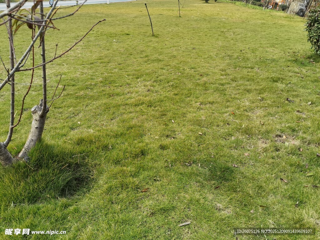 绿意盎然的草地景观