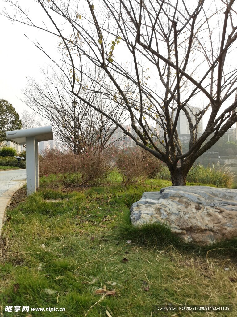 冬日枯树旁的宁静景致