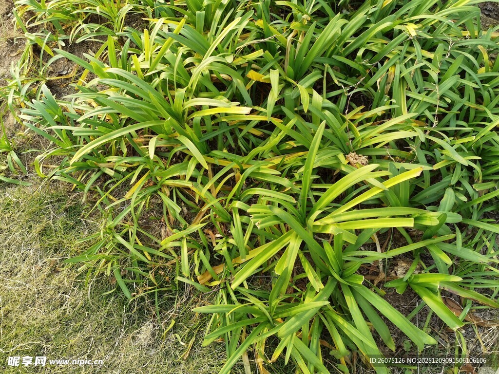 翠绿龙舌兰植物景观