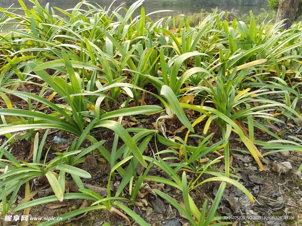 翠绿繁茂的植物丛