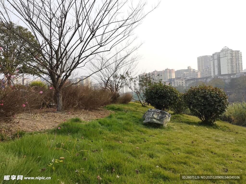 城市绿地中的树木与草坪