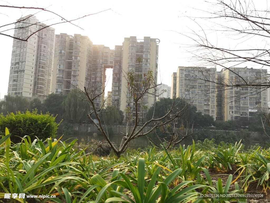 城市绿植与高楼景观