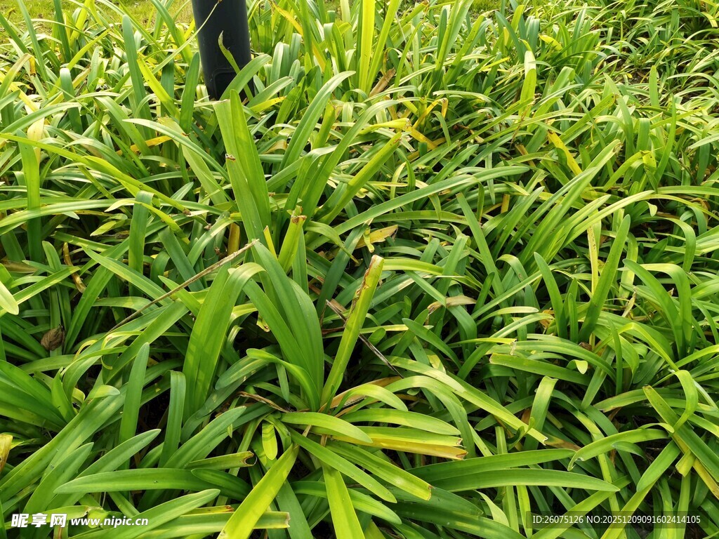 翠绿繁茂的热带植物景观