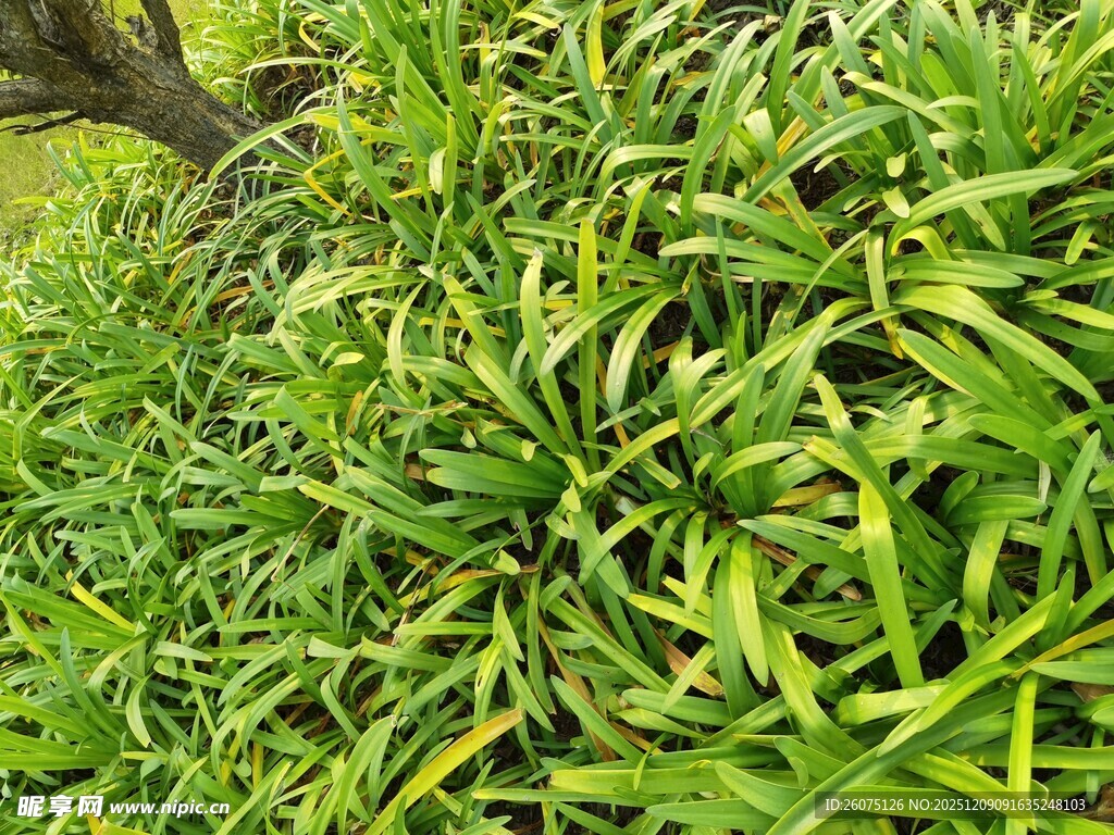 翠绿斑斓的观叶植物