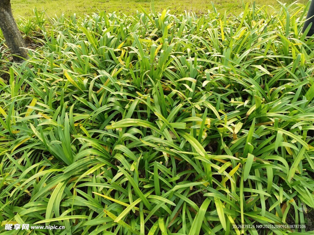 茂盛的绿色草丛