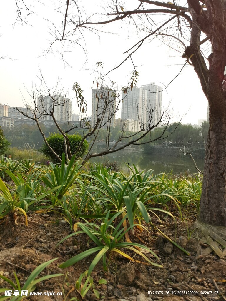 城市边的自然绿植景观