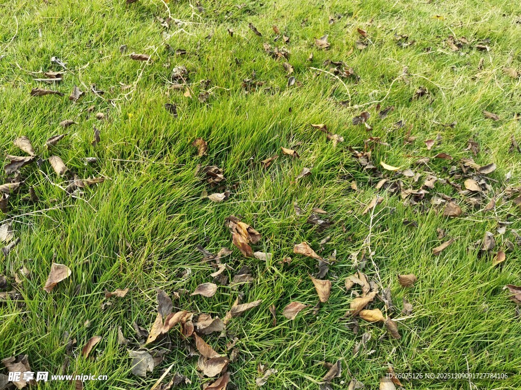 翠绿草地散落枯黄树叶