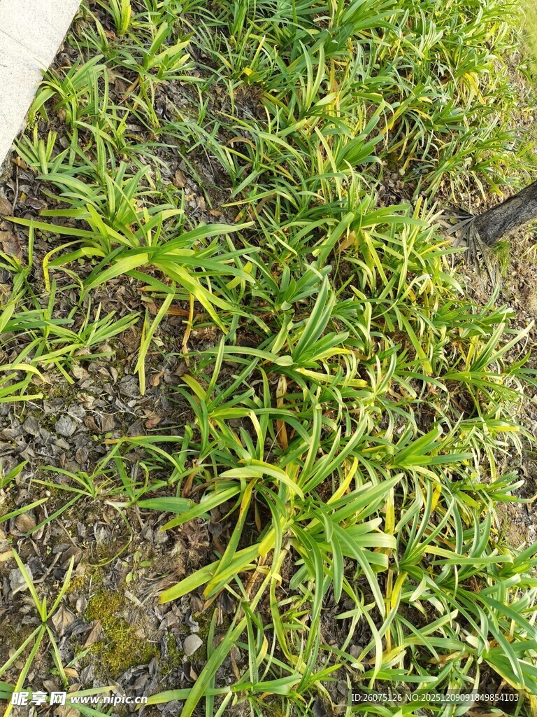 地面上的嫩绿小草