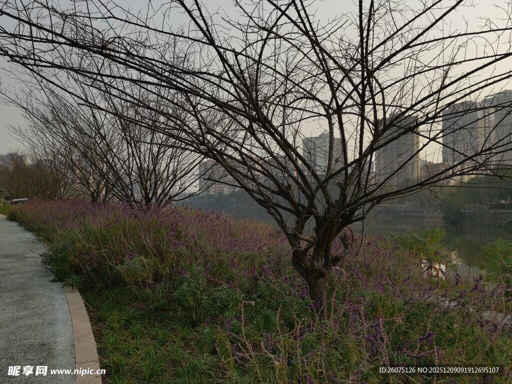 冬日路旁光秃树木与花草