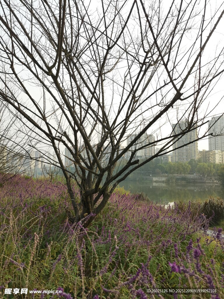 枯树旁绽放的紫色小花