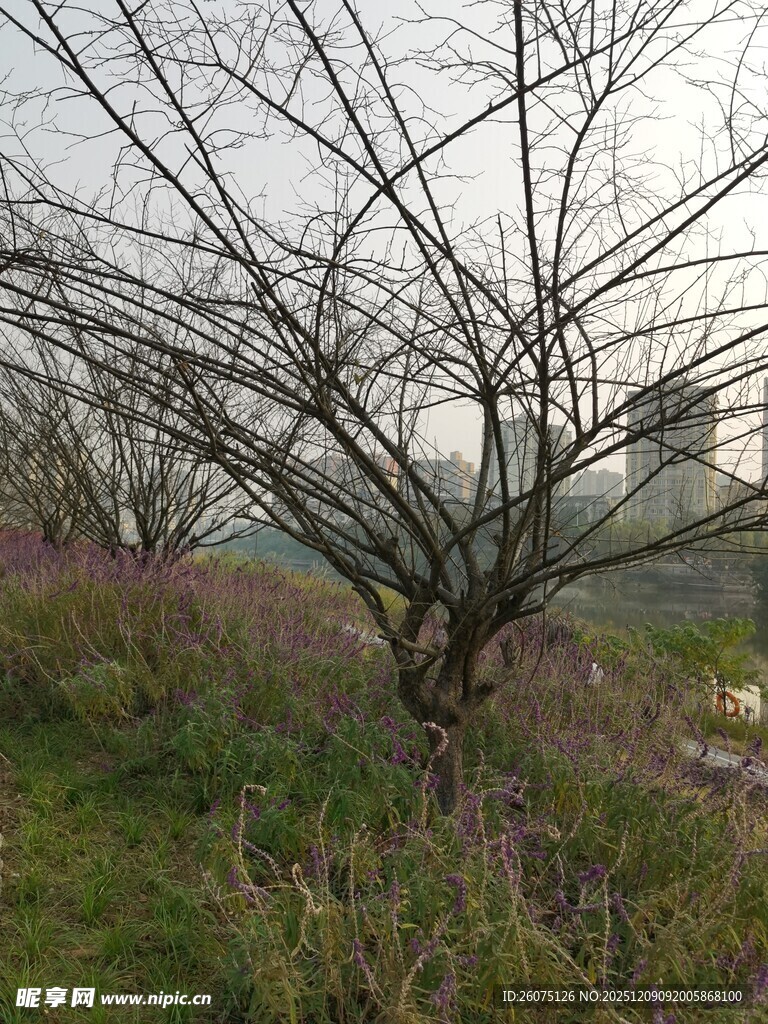 冬日枯树旁的草地景观