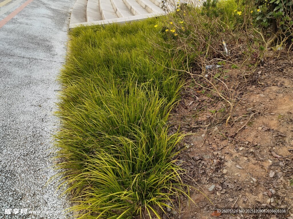 路边翠绿的丛生草本植物