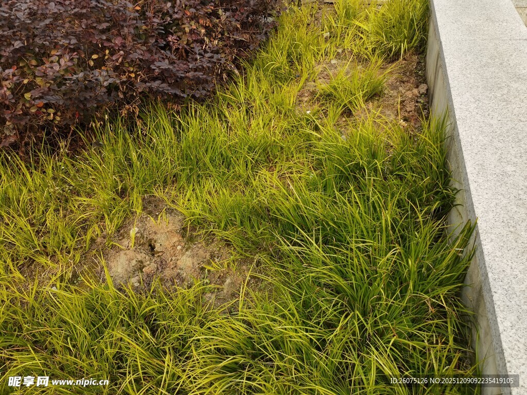 路边翠绿茂盛的草地