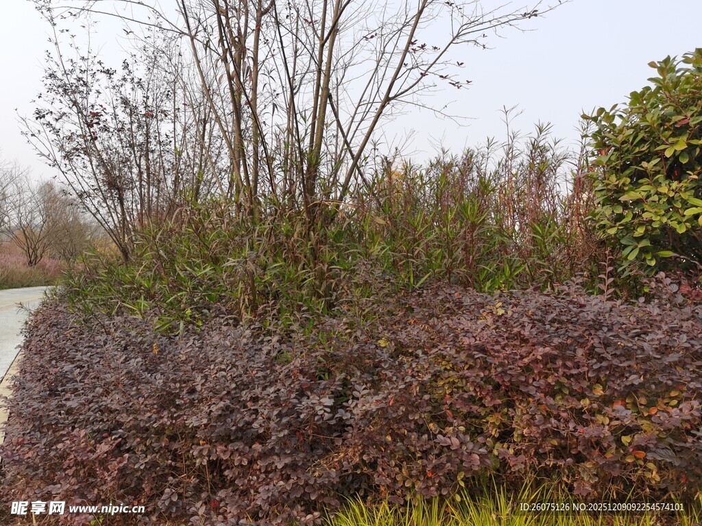 多彩灌木丛景观