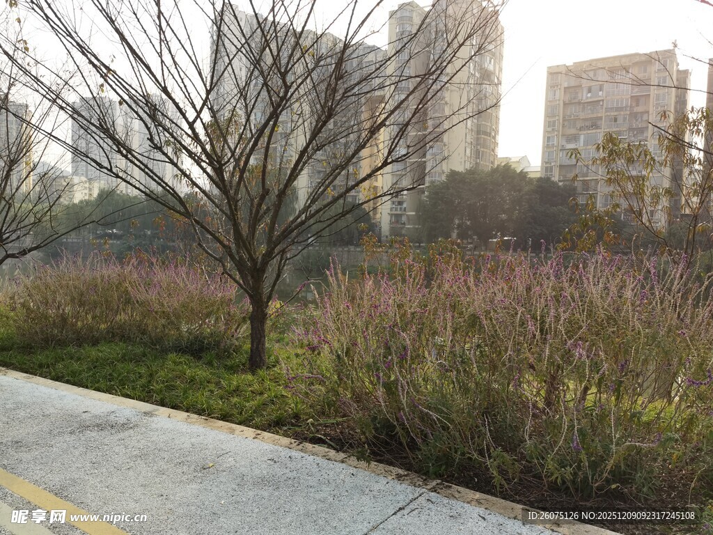 城市路边的光秃树木与野草