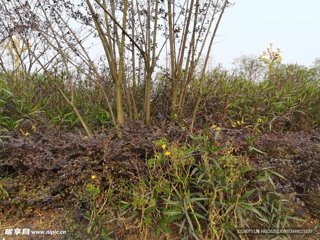 野外多彩植物景观