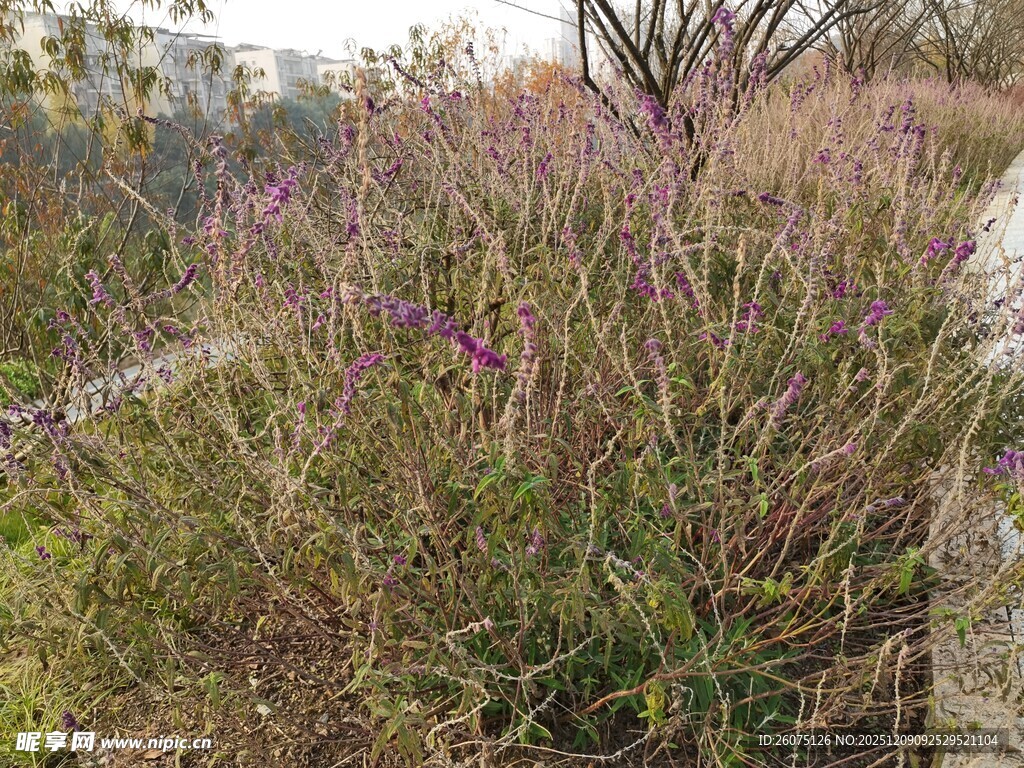 野外繁茂花草景观图