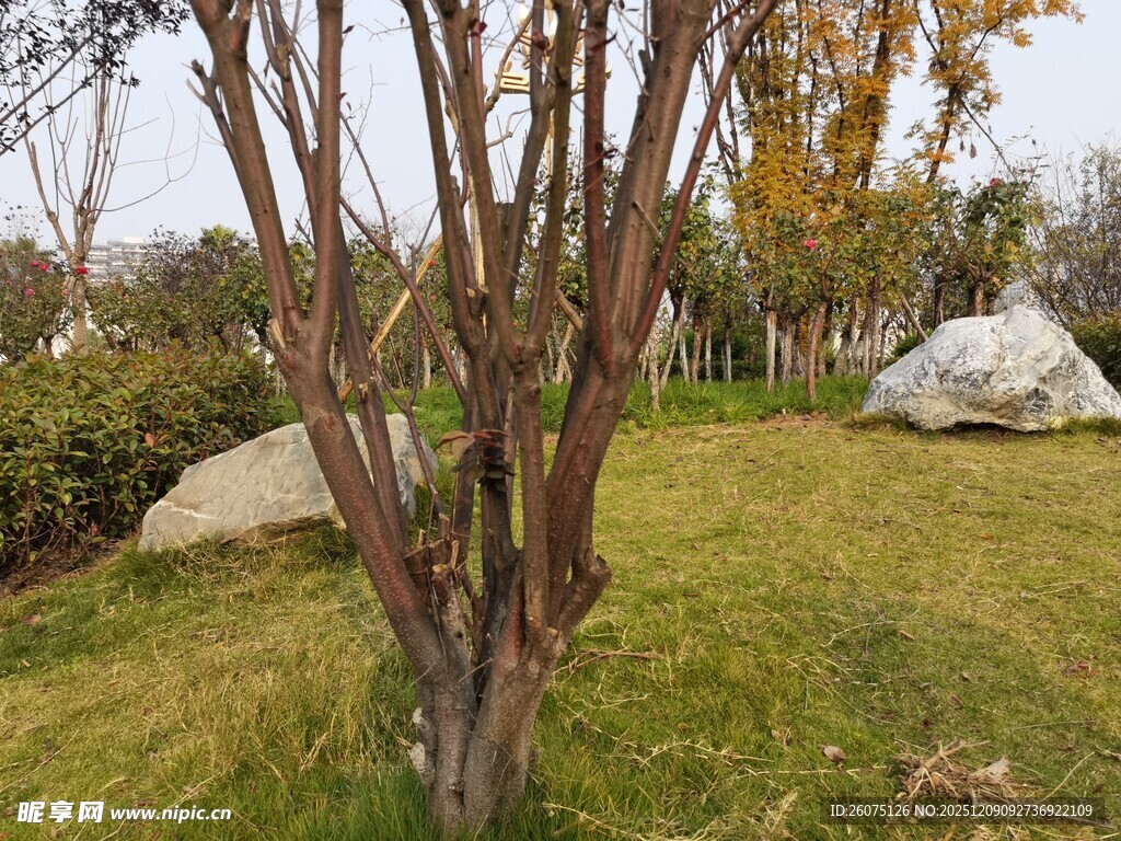 户外草地旁的树木与石块