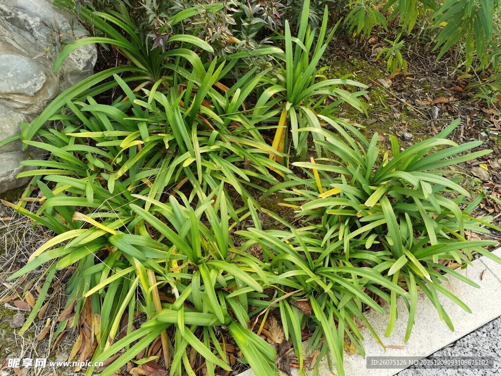 翠绿麦冬草生机盎然