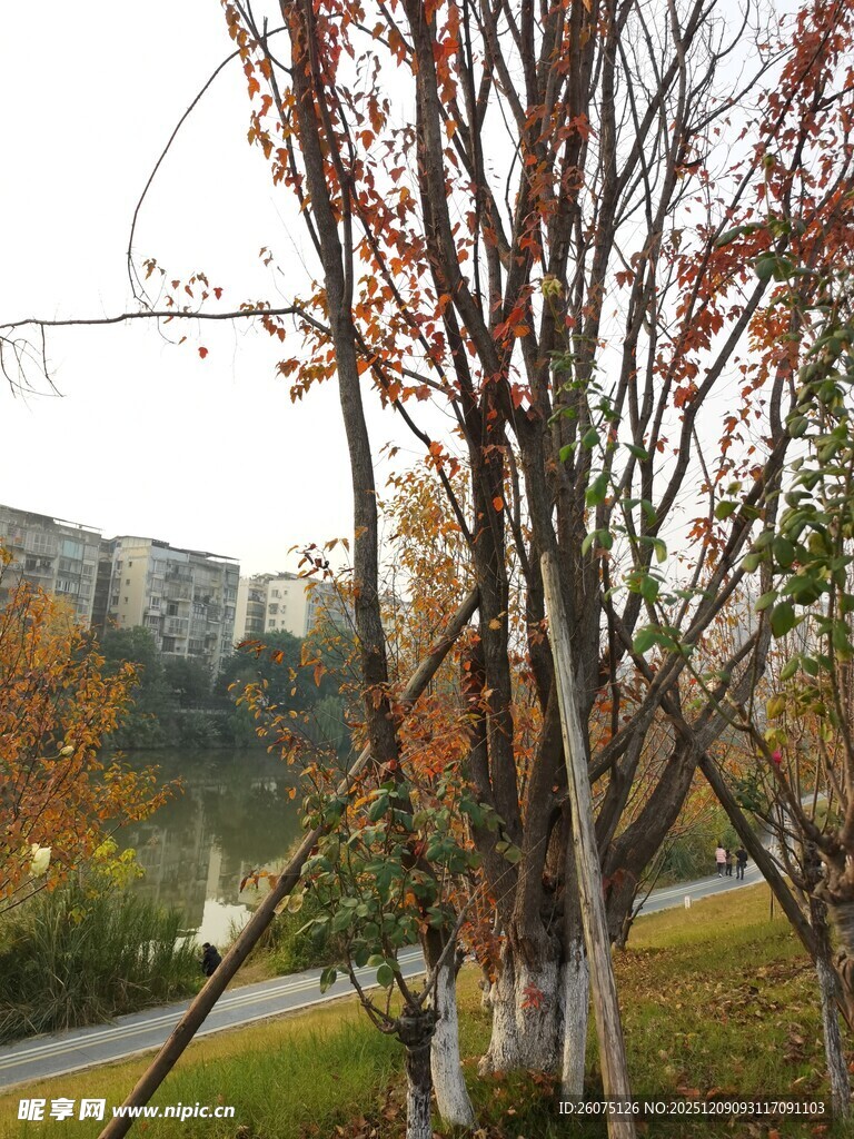 秋日公园树木景致