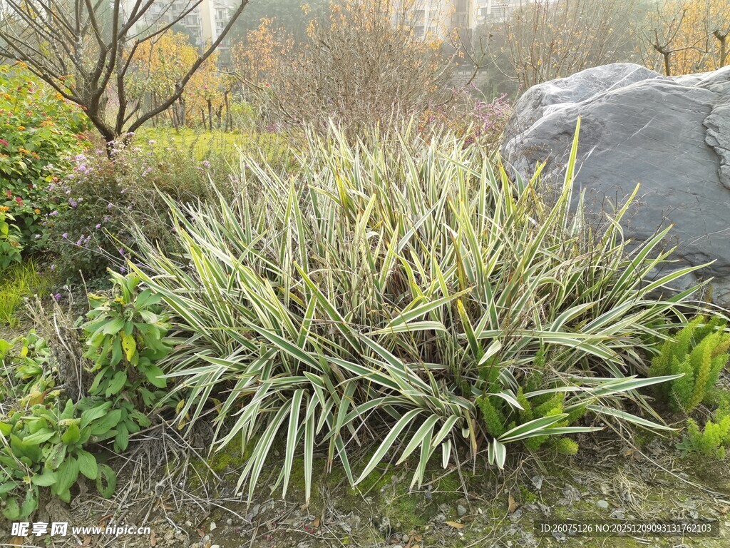 庭院中葱郁的观赏植物