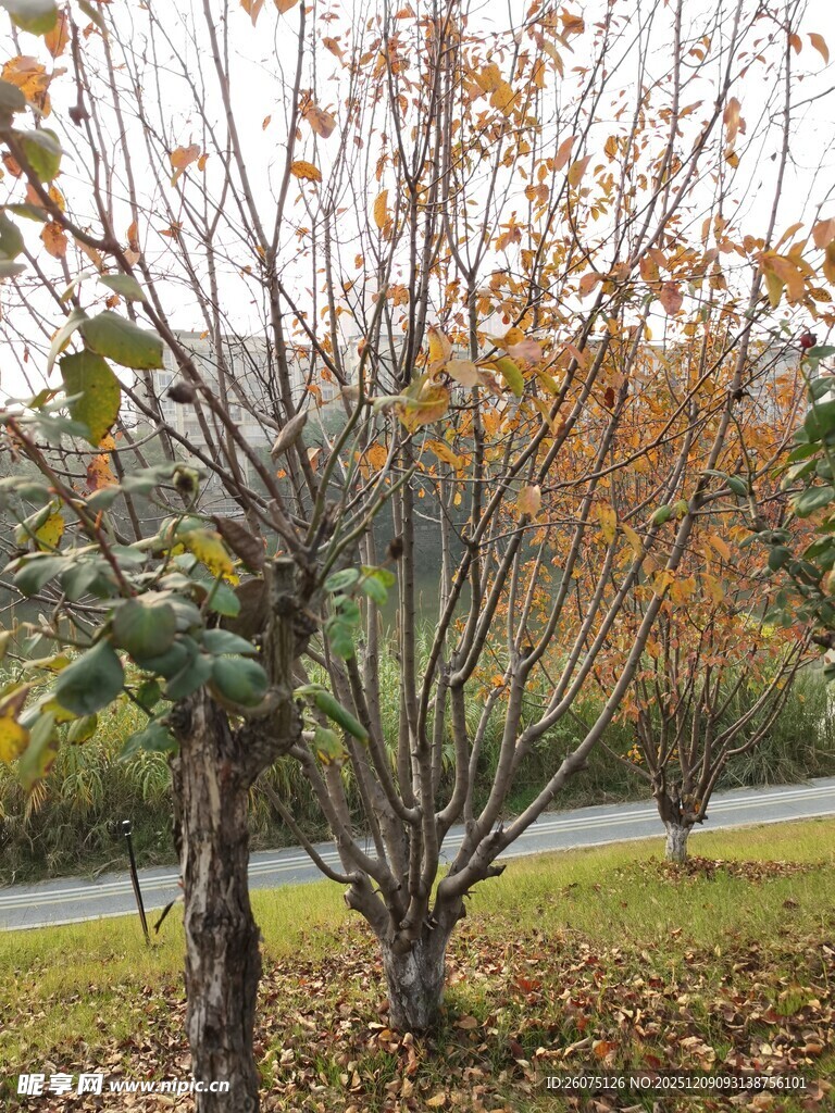 秋日路旁树木落叶景致