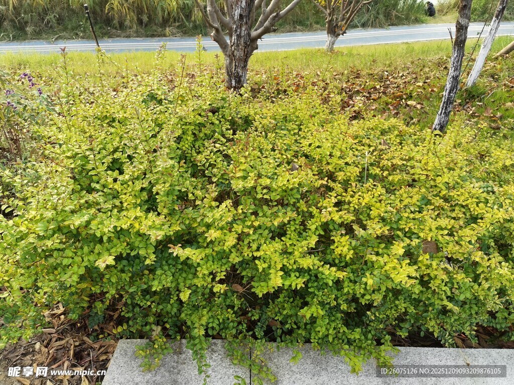 翠绿繁茂的低矮灌木丛