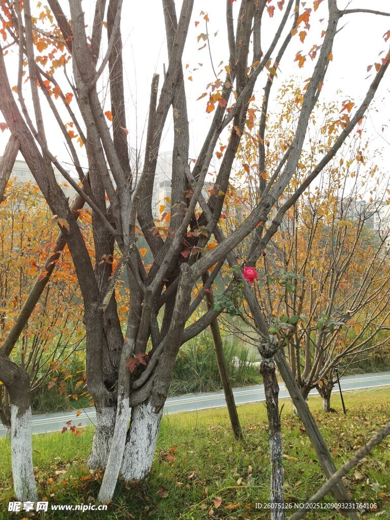 秋日果园树枝景象