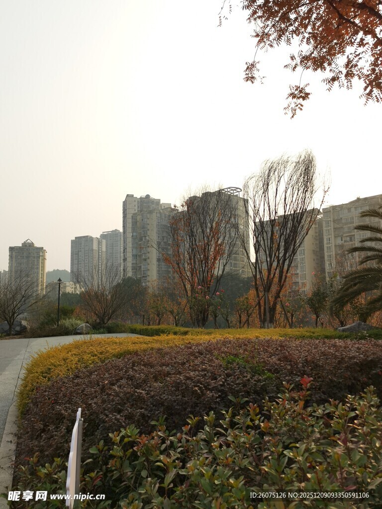 城市中的绿植与高楼景观