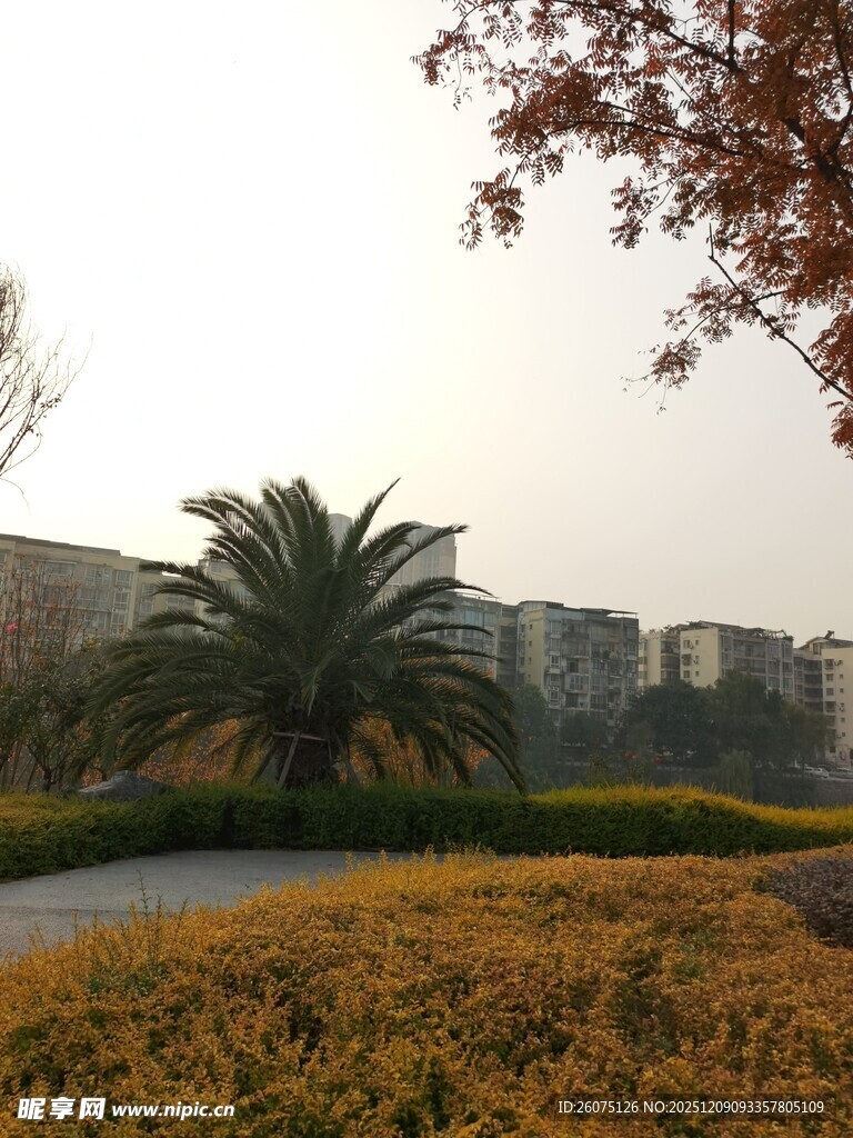 校园晨景中的绿植与建筑