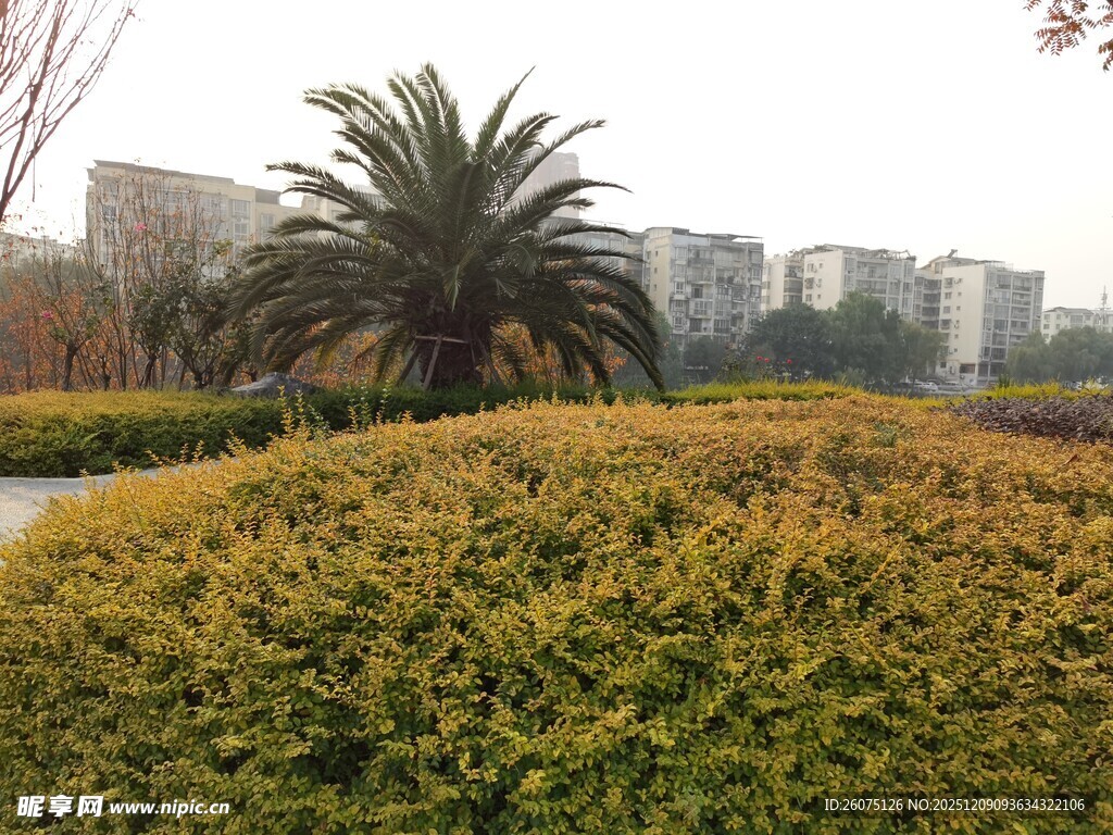 城市中的绿植景观