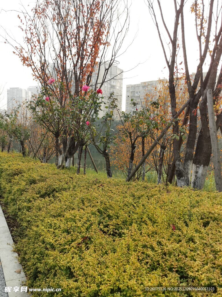 城市绿化带中的灌木与树木