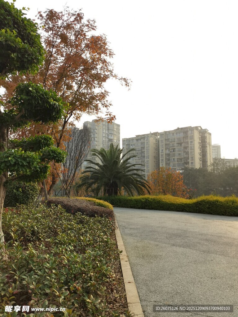 城市道路旁的绿植景观