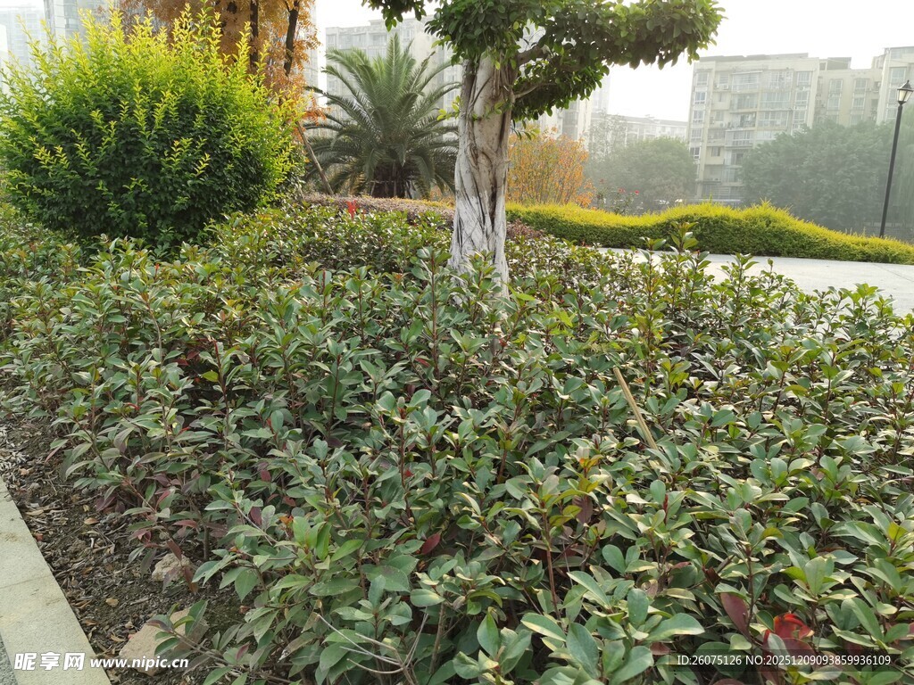 城市绿植景观一角
