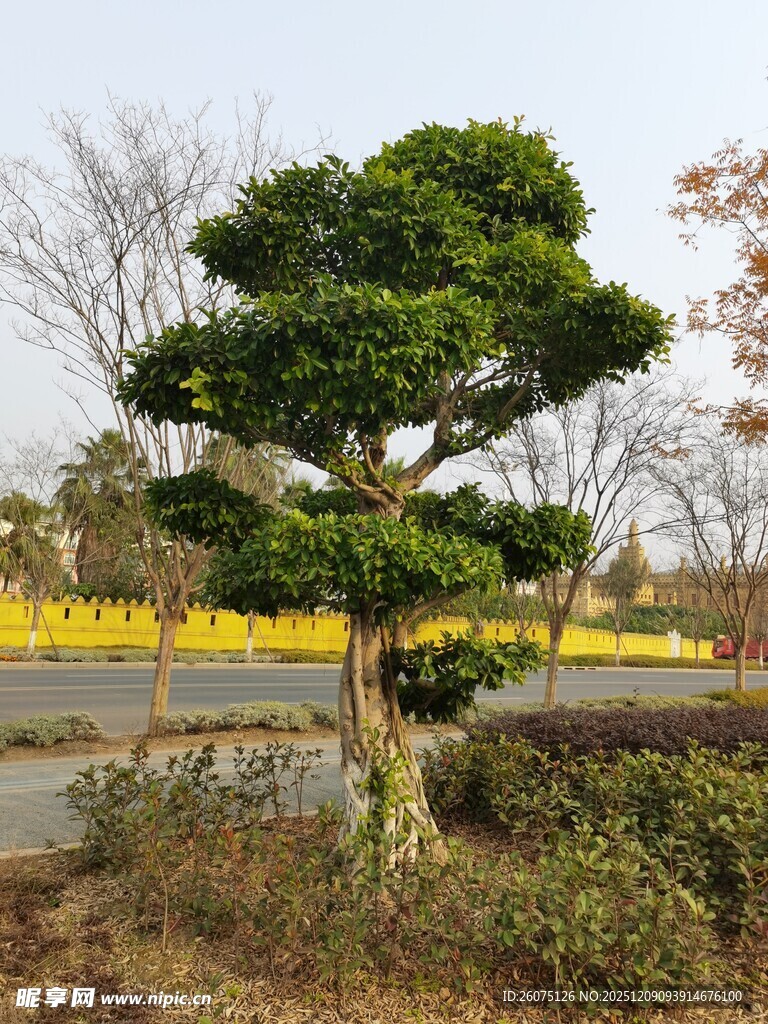 造型独特的园林景观树