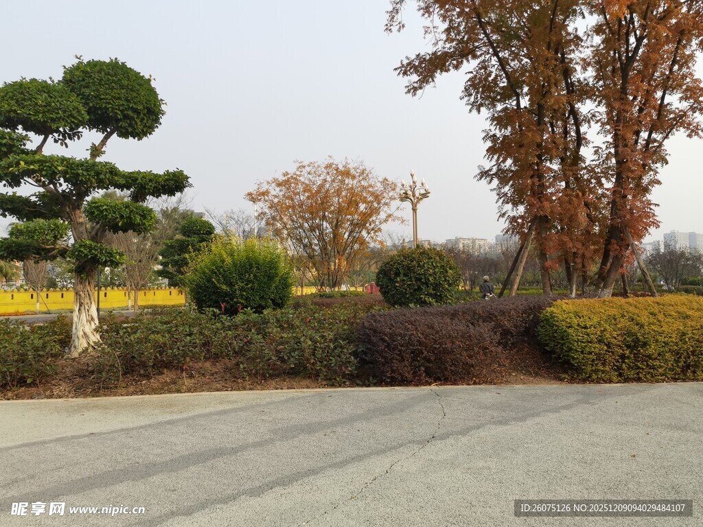 园林景观中的多样绿植