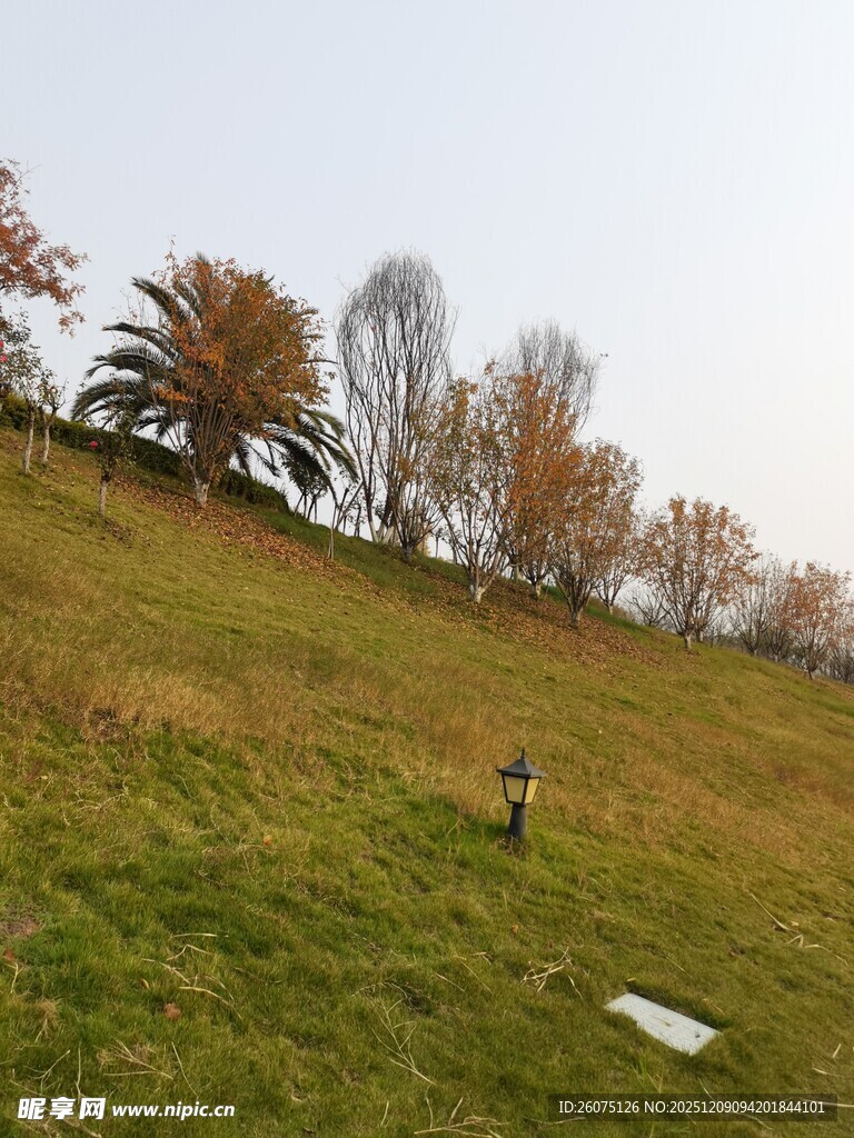 秋日山坡草地风景