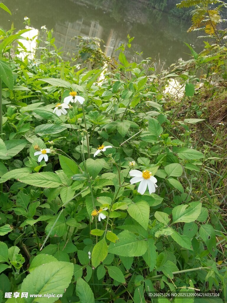 绿叶丛中的白色小花